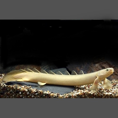 Polypterus senegalus SM - Polyptère du Sénégale dore